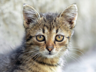 Small striped kitten with an attentive penetrating gaze, portrait of a kitten
