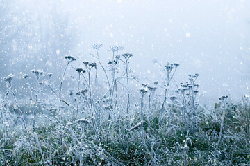 Frost-covered dry plants and green grass during a blizzard. Christmas and New Year background