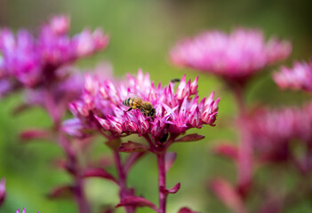 Mountain red flower. Blooming in the Alps. The bee collects nectar.