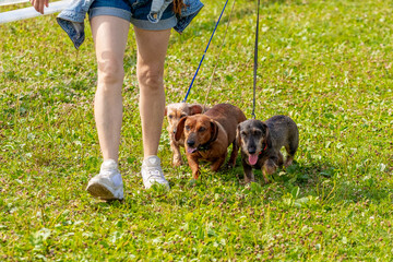 Woman with three dogs in the park on a walk. Dog breed wire haired dachshund with the hostess on a walk