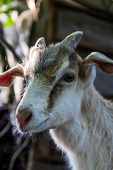 Fototapeta premium Portrait of a young goat with small horns. Gray-white color close-up looks into the camera.