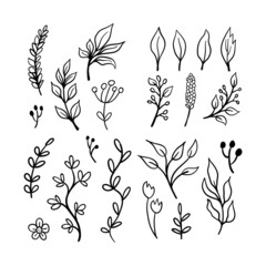 Floral graphic elements big vector doodle set. Flowers and plants hand drawn illustrations. Branches and leaves.
