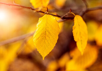 Yellow autumn leaves close up in the forest in warm autumn colors