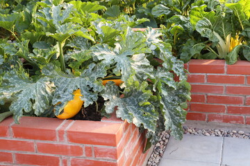 A modern vegetable garden with raised briks beds . .Raised beds gardening in an urban garden growing plants, herbs, spices, berries and vegetables