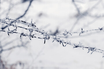 Frost-covered barbed wire, which acts as a fence