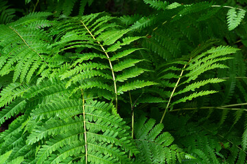 fern leaf in the forest