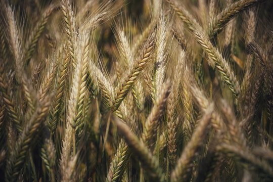 Full Frame Shot Of Wheat Field