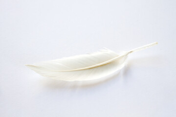 White feather on light background