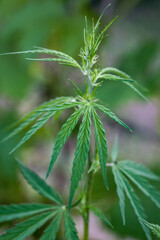 Green leaves of legal medical marijuana. Approved medicinal hemp. Cannabis treatment. Legalize the use of marijuana.