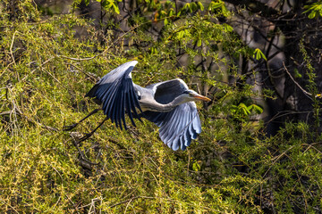 Grey Heron or Ardea cinerea. Single Grey Heron in flight.