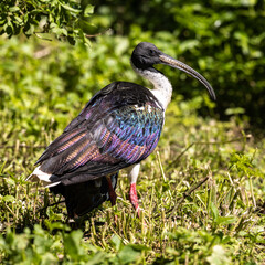 Straw-necked Ibis, Threskiornis spinicollis in the zoo