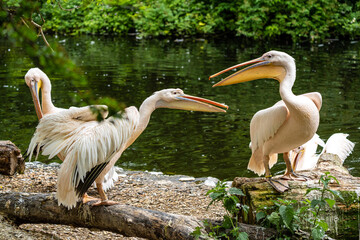 Great White Pelican, Pelecanus onocrotalus in a park