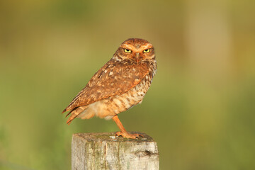 A burrowing owl sitting on a fence post