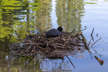 The Eurasian coot, Fulica atra sitting on the nest at the Kleinhesseloher Lake at Munich, Germany
