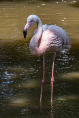 The American flamingo, Phoenicopterus ruber is a large species of flamingo