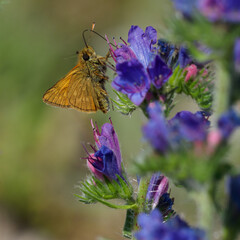 Lulworth skipper, Thymelicus acteon foraging on a flower at a meadow at Munich, Germany