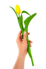 Woman hand holding one yellow delicate tulip flower, isolated on white background. Spring holiday present concept.