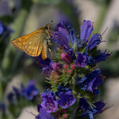 Lulworth skipper, Thymelicus acteon foraging on a flower at a meadow at Munich, Germany