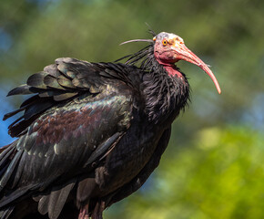 Northern Bald ibis, Geronticus eremita in the zoo