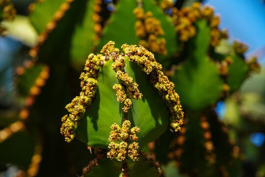 Transvaal Bilder Durchsuchen 1,815 Archivfotos, und