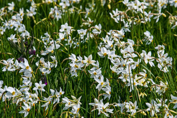 Beautiful flowering meadow with white wild growing narcissus or daffodil flowers in Daffodil Valley Biosphere Reserve