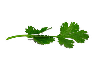 parsley isolated on white background