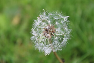 dandelion head