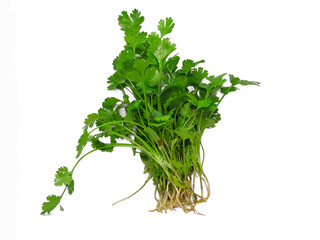 bunch of fresh parsley