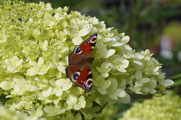 Peacock butterfly (Aglais io, Inachis io), family Nymphalidae on lime-green flowers of Hortensia...