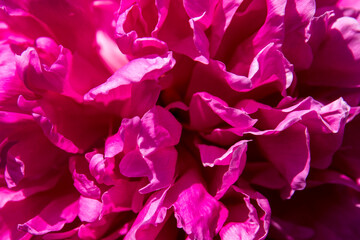 Macro photo Peony purple flower petals close-up. textured leaves. decorative pink plant. Bouquet of pink peonies.
