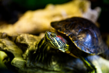 Red eared sea turtle in terrarium horizontal photo