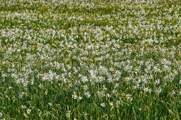 Fototapeta premium Beautiful flowering meadow with white wild growing narcissus or daffodil flowers in Daffodil Valley Biosphere Reserve