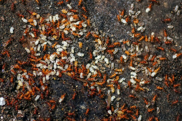 ant yellow hill ant colony collecting eggs.   