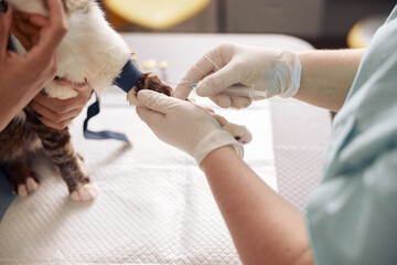 Doctor gives injection to cat with tourniquet on paw with nurse help in vet hospital