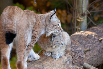 Lynx with kitten