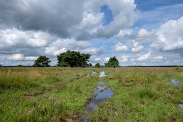 Naturereserve Doldersummerveld, Drenthe Province, The Netherlands