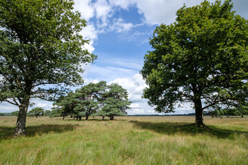 Naturereserve Doldersummerveld, Drenthe Province, The Netherlands