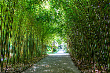 Avenue of fresh green bamboo. Bench in bamboo park