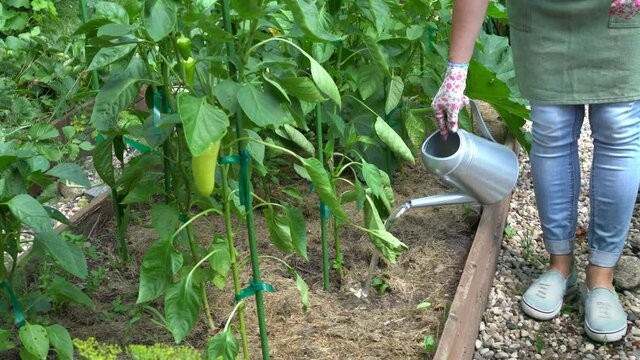 Watering garden plants. Woman gardener watering plants in the garden bed. Green plants need care. Columnar apple tree. Small garden maintenance. High quality 4k footage