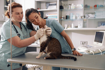 Woman veterinarians with young intern examine oral cavity of tabby cat in clinic
