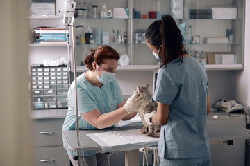 Nurse holds fluffy cat while veterinarian examines animal in hospital © Friends Stock
