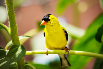 An American Gold Finch perches on a sunflower branch in a backyard garden.