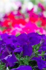 A cluster of purple petunias hanging on tree close up