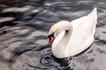 Fototapeta premium White swan on a background of dark water. A swan swims on the lake.