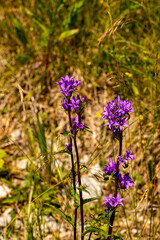 Campanula glomerata flower in the field, close up shoot