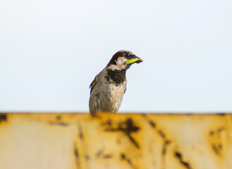 The sparrow caught a caterpillar. Sparrow with a caterpillar in its beak.