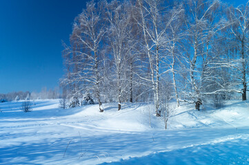 Winter landscape with a birch forest on a sunny day