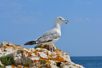 seagull on the rock