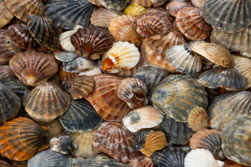 Summer background pattern from seashells. Shell close-up. Ocean coast. Seashells background.