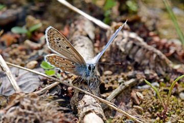 Hauhechel-Bläuling // Common blue   (Polyommatus icarus)